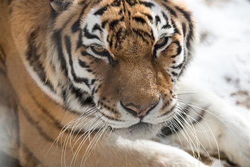 Pgh Zoo Tiger 