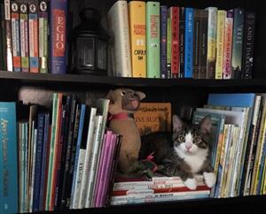Kitty bookshelf 