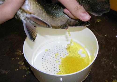 Brook Trout Egg Collection 