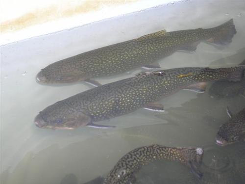 Female Brook Trout 