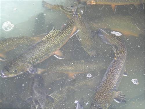 Male Brook Trout 